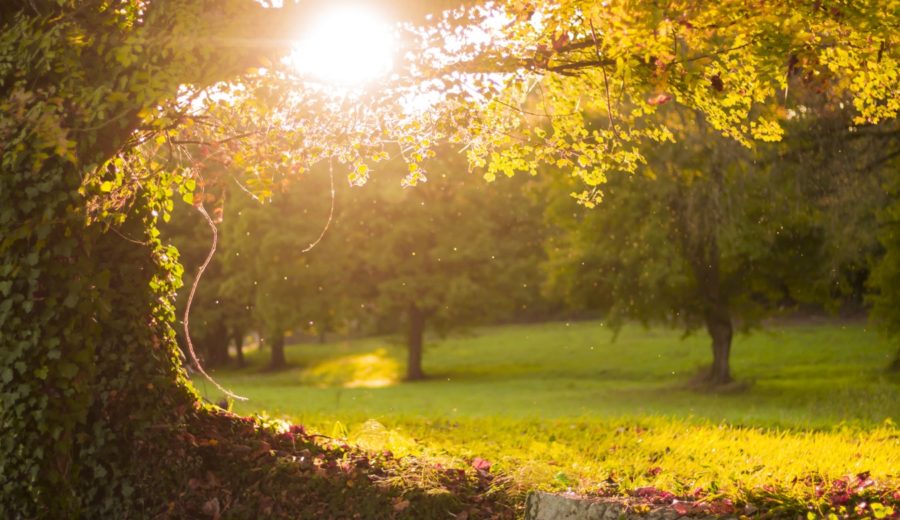 Take a Walk in the Park Day