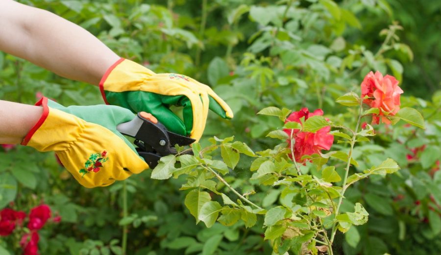 Essential tips on preparing your garden this winter