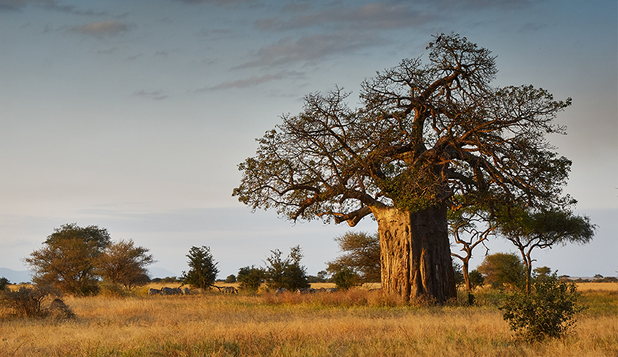 Arbor Week: Time to plant some trees