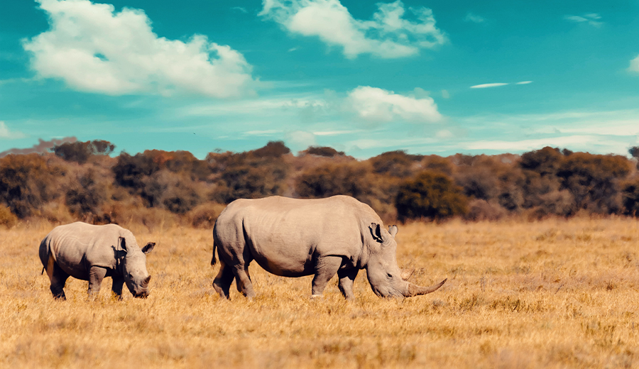 World Rhino Day – making a difference one rhino at a time